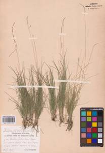 Festuca ovina L., Eastern Europe, Central region (E4) (Russia)