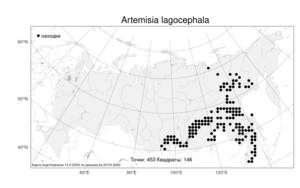 Artemisia lagocephala (Fisch. ex Besser) DC., Atlas of the Russian Flora (FLORUS) (Russia)