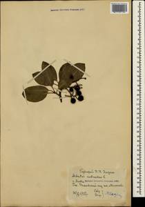 Arbutus andrachne L., Crimea (KRYM) (Russia)