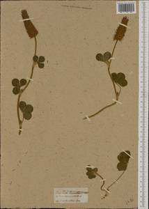 Trifolium leucanthum M.Bieb., Western Europe (EUR) (Not classified)