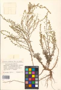 Artemisia lercheana Weber ex Stechm., Eastern Europe, Lower Volga region (E9) (Russia)