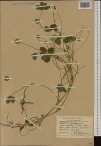 Trifolium fragiferum L., Western Europe (EUR) (Romania)