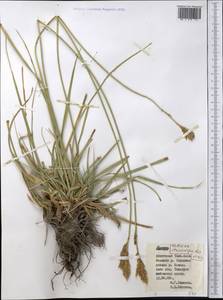 Carex kokanica (Regel) S.R.Zhang, Middle Asia, Northern & Central Tian Shan (M4) (Kyrgyzstan)