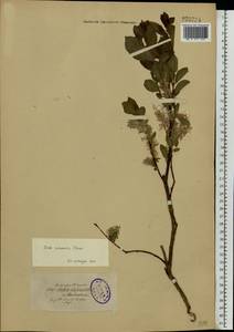 Salix bebbiana Sarg., Eastern Europe, North-Western region (E2) (Russia)