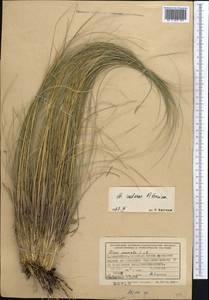 Stipa zalesskii Wilensky, Middle Asia, Northern & Central Kazakhstan (M10) (Kazakhstan)