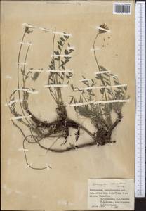 Astragalus stenanthus Bunge, Middle Asia, Pamir & Pamiro-Alai (M2) (Uzbekistan)