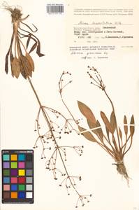 Alisma gramineum Lej., Eastern Europe, Lower Volga region (E9) (Russia)