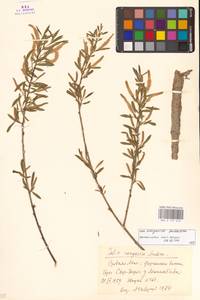 Salix songarica Andersson, Middle Asia, Syr-Darian deserts & Kyzylkum (M7) (Tajikistan)