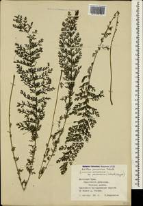 Achillea pannonica Scheele, Crimea (KRYM) (Russia)