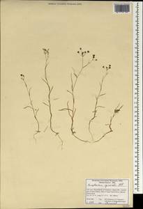 Bupleurum gerardi All., South Asia, South Asia (Asia outside ex-Soviet states and Mongolia) (ASIA) (Iran)