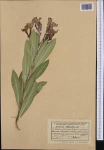 Nerium oleander L., Western Europe (EUR) (Albania)