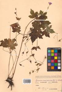 Geranium maximowiczii Regel & Maack, Siberia, Russian Far East (S6) (Russia)