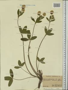 Trifolium montanum L., Eastern Europe, North Ukrainian region (E11) (Ukraine)