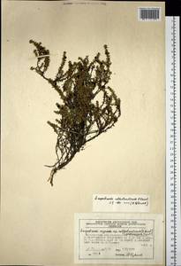 Empetrum nigrum subsp. subholarcticum (V. N. Vassil.) Kuvaev, Siberia, Chukotka & Kamchatka (S7) (Russia)