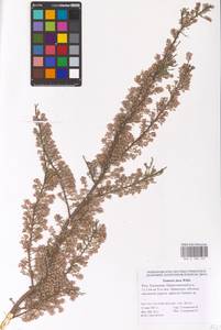 Tamarix laxa Willd., Eastern Europe, Lower Volga region (E9) (Russia)