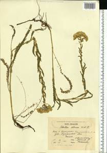 Achillea setacea Waldst. & Kit., Eastern Europe, Moldova (E13a) (Moldova)