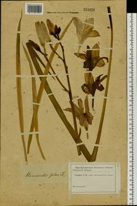 Hemerocallis fulva (L.) L., Siberia (no precise locality) (S0) (Russia)