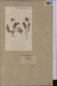 Astragalus alpinus, Western Europe (EUR) (Switzerland)