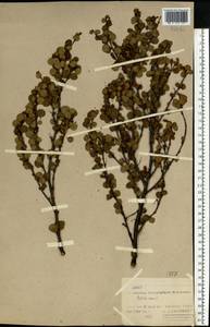 Betula nana L., Eastern Europe, Northern region (E1) (Russia)