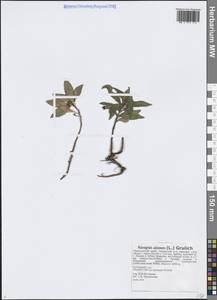 Phedimus aizoon (L.) 't Hart, Siberia, Russian Far East (S6) (Russia)