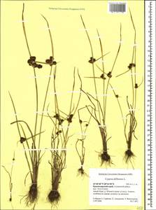 Cyperus difformis L., Caucasus, Krasnodar Krai & Adygea (K1a) (Russia)