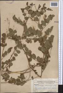 Glycyrrhiza uralensis Fisch., Middle Asia, Caspian Ustyurt & Northern Aralia (M8) (Kazakhstan)