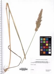 Calamagrostis epigejos (L.) Roth, Eastern Europe, Middle Volga region (E8) (Russia)