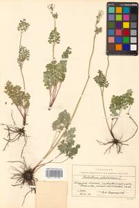 Thalictrum petaloideum L., Siberia, Russian Far East (S6) (Russia)