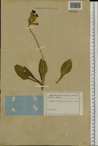Primula veris subsp. macrocalyx (Bunge) Lüdi, Siberia, Western Siberia (S1) (Russia)