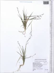 Cleistogenes squarrosa (Trin.) Keng, Middle Asia, Northern & Central Tian Shan (M4) (Kyrgyzstan)