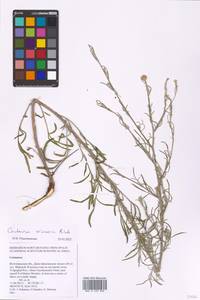 Centaurea arenaria M. Bieb. ex Willd., Eastern Europe, Lower Volga region (E9) (Russia)