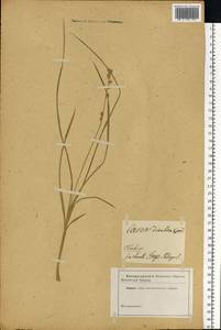 Carex divulsa Stokes, Eastern Europe, North-Western region (E2) (Russia)