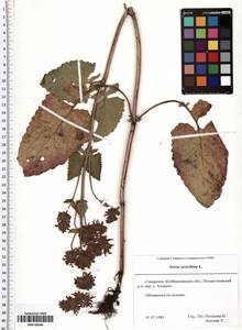 Salvia verticillata L., Eastern Europe, Middle Volga region (E8) (Russia)