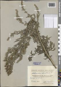 Artemisia absinthium L., Eastern Europe, North Ukrainian region (E11) (Ukraine)