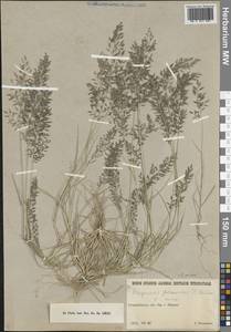 Eragrostis minor Host, Middle Asia, Northern & Central Tian Shan (M4) (Kazakhstan)
