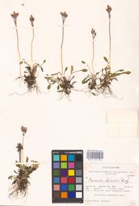 Primula borealis Duby, America (AMER) (United States)