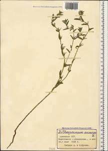 Buglossoides arvensis (L.) I. M. Johnst., Caucasus, Armenia (K5) (Armenia)