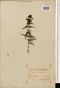 Melampyrum caucasicum Bunge, Caucasus, Azerbaijan (K6) (Azerbaijan)