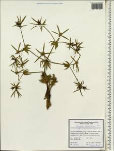Eryngium caucasicum Trautv., South Asia, South Asia (Asia outside ex-Soviet states and Mongolia) (ASIA) (Iran)