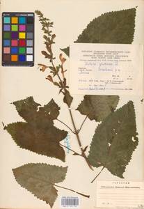 MHA 0 156 150, Salvia glutinosa L., Eastern Europe, West Ukrainian region (E13) (Ukraine)