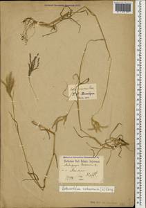 Bothriochloa ischaemum (L.) Keng, Caucasus, Stavropol Krai, Karachay-Cherkessia & Kabardino-Balkaria (K1b) (Russia)