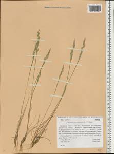 Corynephorus canescens (L.) P.Beauv., Eastern Europe, Belarus (E3a) (Belarus)