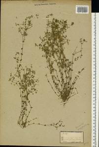 Arenaria serpyllifolia L., Eastern Europe, Moldova (E13a) (Moldova)
