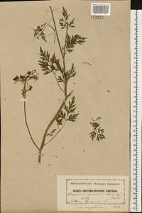 Aethusa cynapium L., Eastern Europe, Moscow region (E4a) (Russia)