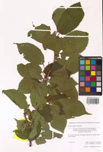 Prunus sargentii Rehder, Siberia, Russian Far East (S6) (Russia)