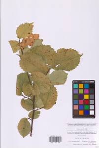 Ulmus laevis Pall., Eastern Europe, Moscow region (E4a) (Russia)
