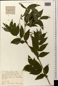 Lathyrus aureus (G.Lodd. ex Drapiez) D.Brândză, Caucasus, Stavropol Krai, Karachay-Cherkessia & Kabardino-Balkaria (K1b) (Russia)