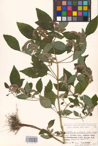Elsholtzia ciliata (Thunb.) Hyl., Eastern Europe, Moscow region (E4a) (Russia)