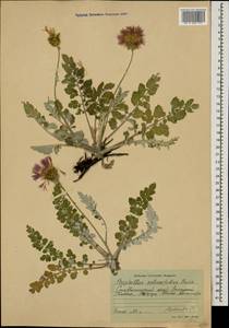 Psephellus salviifolius Boiss., Caucasus, Stavropol Krai, Karachay-Cherkessia & Kabardino-Balkaria (K1b) (Russia)