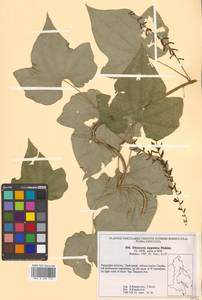 Dioscorea nipponica Makino, Siberia, Russian Far East (S6) (Russia)